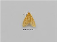 藏品(夜蛾3)的圖片